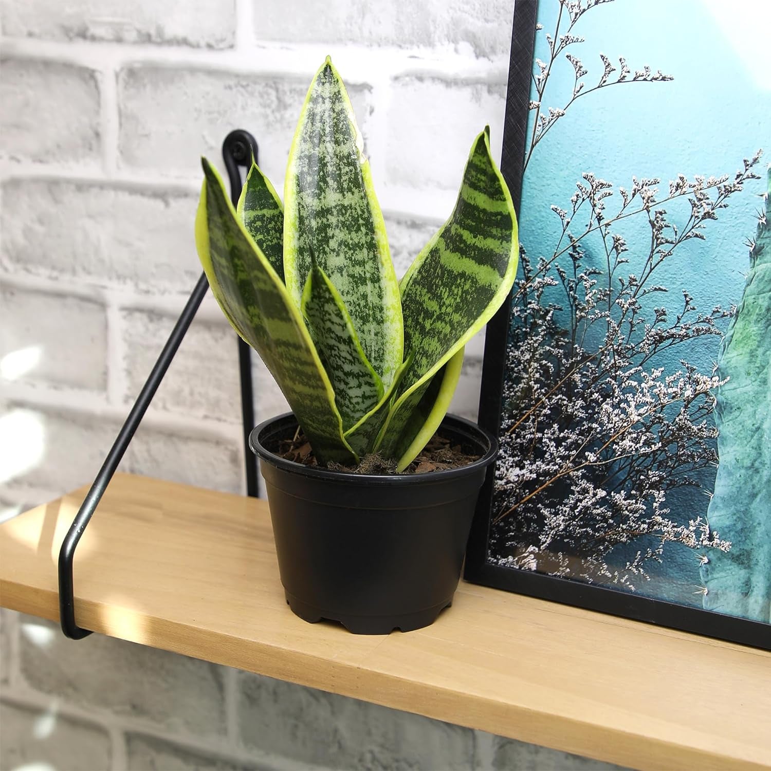 Live Snake Plant, Sansevieria Trifasciata Superba, Fully Rooted Indoor House Plant in Pot, Mother in Law Tongue Sansevieria Plant, Potted Succulent Plant, Houseplant in Potting Soil by