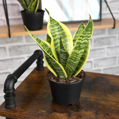 Live Snake Plant, Sansevieria Trifasciata Superba, Fully Rooted Indoor House Plant in Pot, Mother in Law Tongue Sansevieria Plant, Potted Succulent Plant, Houseplant in Potting Soil by