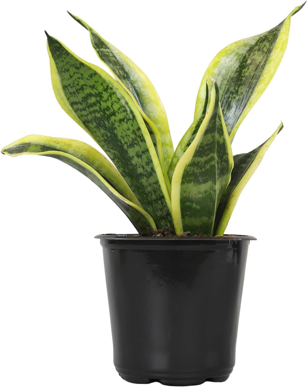 Live Snake Plant, Sansevieria Trifasciata Superba, Fully Rooted Indoor House Plant in Pot, Mother in Law Tongue Sansevieria Plant, Potted Succulent Plant, Houseplant in Potting Soil by