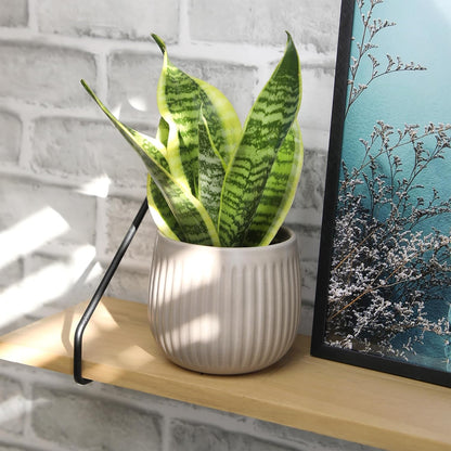 Live Snake Plant, Sansevieria Trifasciata Superba, Fully Rooted Indoor House Plant in Pot, Mother in Law Tongue Sansevieria Plant, Potted Succulent Plant, Houseplant in Potting Soil by